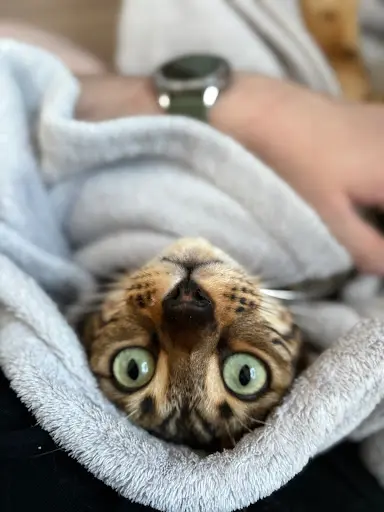 Home Api Cats🐈‍⬛