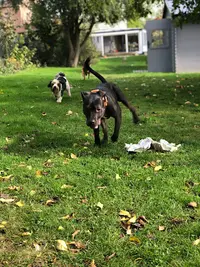 Quat Pattes - Education Canine Bienveillante
