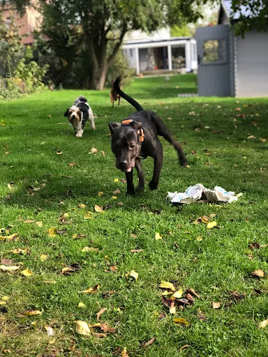 Quat Pattes - Education Canine Bienveillante