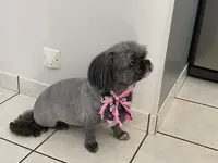 Toutou Mousse