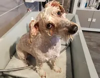 Dog Signature