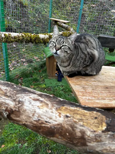 Pension Pour Chats Mountain Cats Paradis