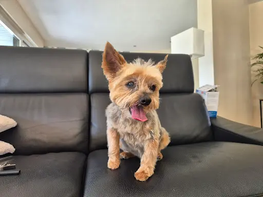 Dog Saloon