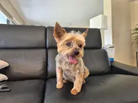 Dog Saloon