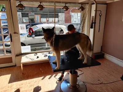 Au Chien Chic