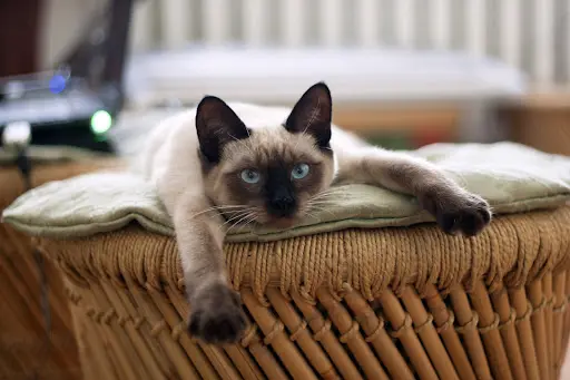 Cat Étoiles - Hôtel/pension Pour Chats et Pet-sitter À Domicile