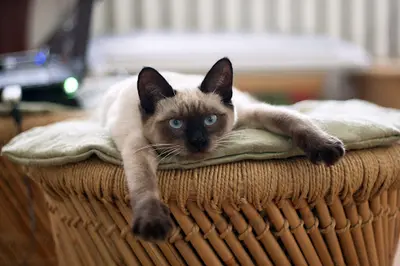 Cat Étoiles - Hôtel/pension Pour Chats et Pet-sitter À Domicile