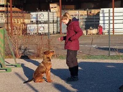 Educanyx - Éducatrice Comportementaliste Canin