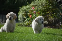Elevage Familial Ashbury de Golden Retrievers
