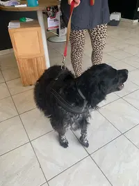 Dogy Dog
