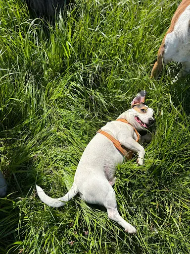 Éducation Canine Vic Canin