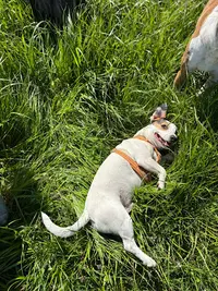 Éducation Canine Vic Canin