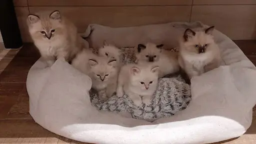 Chatterie Castel Piémont