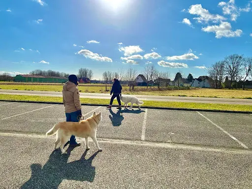 Dogspirit’educ