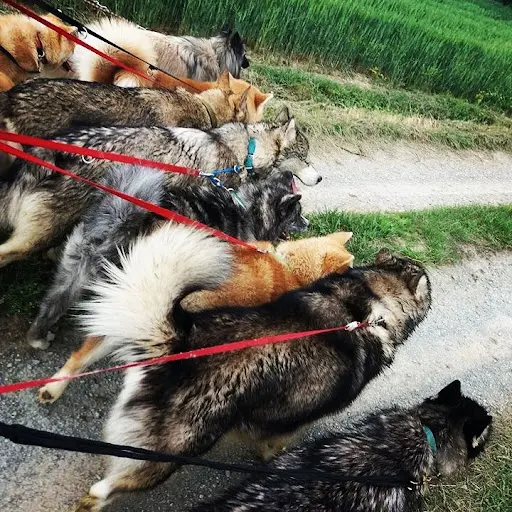 E Patte Moi