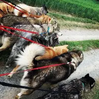 E Patte Moi