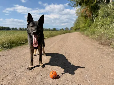 Frk9 – Éducateur & Pension Canine À Willer (68)