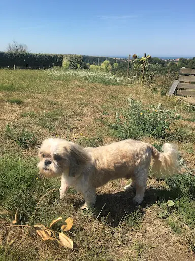 Happy Tails - Toilettage À Domicile