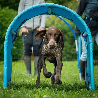 Terrain Canin Actif