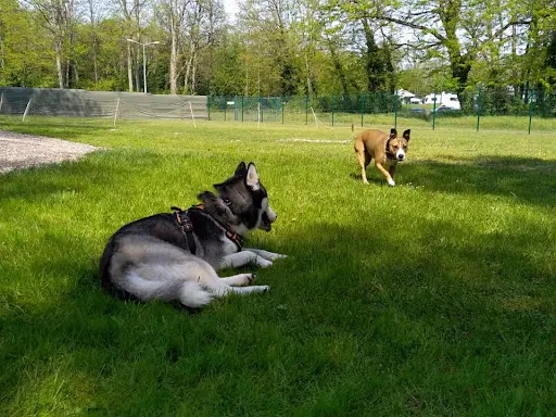 Lm - Éducation Canine