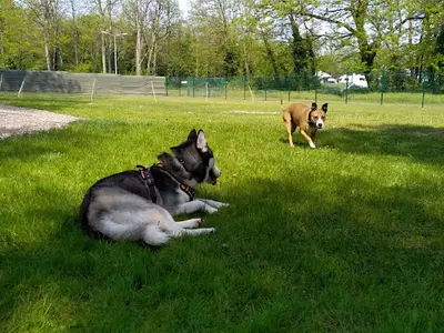 Lm - Éducation Canine