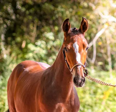 Haras de la Bouloye