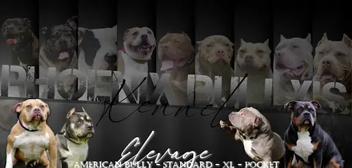 Phoenix Bully’s Kennel