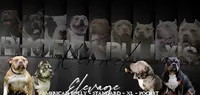 Phoenix Bully’s Kennel