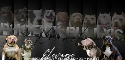 Phoenix Bully’s Kennel