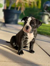 Elevage Boxer et Bulldog Continental du Domaine du Grelot Perdu