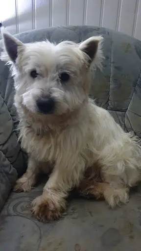 Familys Dogs