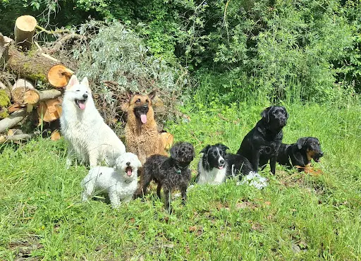 Éducation Canine Dog+ ● Éducateur Comportementaliste Canin ●