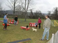 Training Club Canin Wissembourg