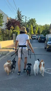 Dogtavio - Éducation Canine - Garderie et Promenades de Chiens