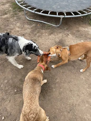 Centre Canin Arwen Lsf