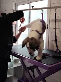Beauté au Poil