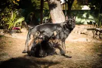 La Cité des Loups Gris