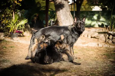 La Cité des Loups Gris