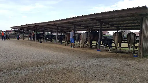 Poney Club les Amazones