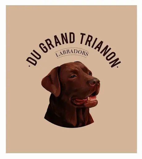 Labradors du Grand Trianon