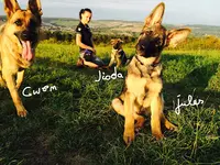 The Walking Dogs Center