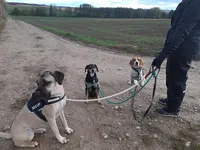 Le Chien Assis