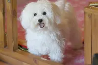 Elevage de Bichon Frisé de la Felhotte
