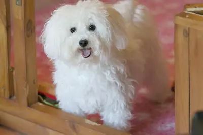 Elevage de Bichon Frisé de la Felhotte