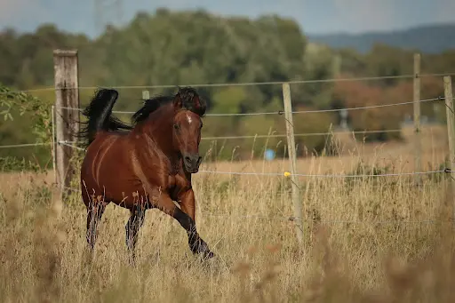 Horsadama