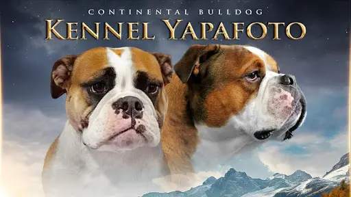 Elevage Yapafoto Continental Bulldog , Akita Americain, Barbado de Terceira