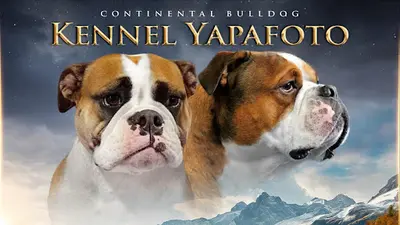 Elevage Yapafoto Continental Bulldog , Akita Americain, Barbado de Terceira