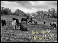 Ferme Équestre de Montassou