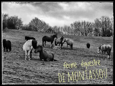 Ferme Équestre de Montassou