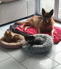 Une Patte D’amour